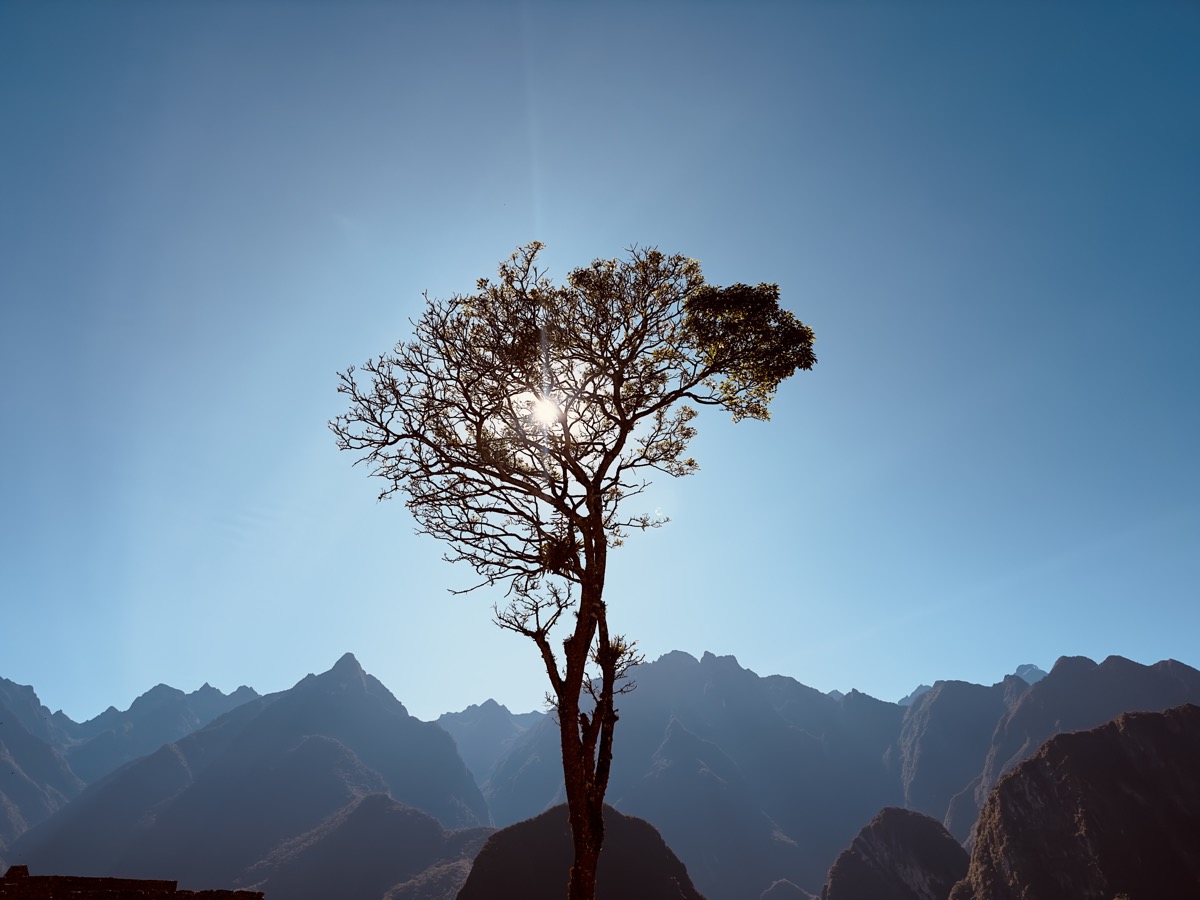 Sun shining through a tree above mountains